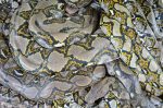Reticulated python - Malayopython reticulatus. Very strong and large snakes which can be a danger to humans, pets, and just about any animal smaller than an elephant.