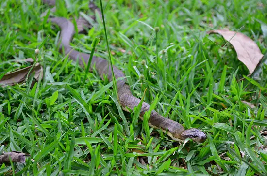A large puff-faced water snake in the grass.