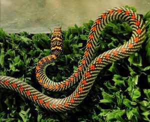 Chrysopelea paradisi, the paradise tree snake, or paradise flying tree snake from Southern Thailand.