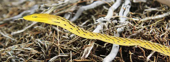 A. prasina, a yellow vine snake in Thailand.