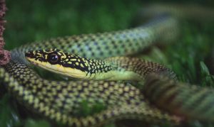 Side view of Chrysopelea ornata, the flying snake, or the golden tree snake.