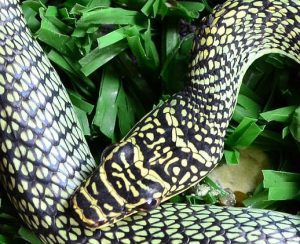 Golden tree snake (Chrysopelea ornata) close-up.