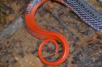 The red tail is unmistakably krait. The high-vertebral ridge is one of the differentiators between this snake and the similar in color, Blue Malayan Coral Snake.