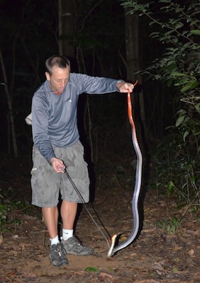 Tailing the red-headed krait, Trang Province, Thailand.