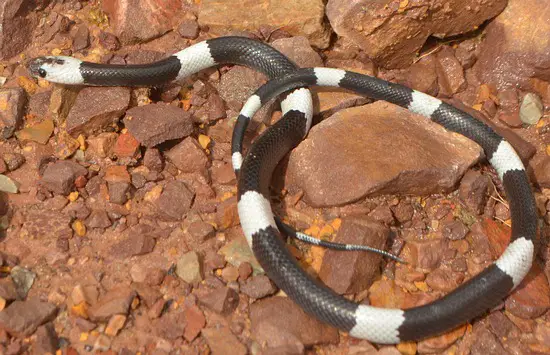 Malayan bridle snake has fewer white/black bands than the Malayan krait and isn't dangerous to man or any animal except very small prey.