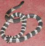 Large Malayan krait black and white banded snake from Thailand.