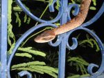 Malayan Pit Viper on fence - Calloselasma rhodostoma.