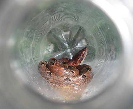 Small Malayan pit viper (Calloselasma rhodostoma) with a red tint in a plastic bottle for relocation.