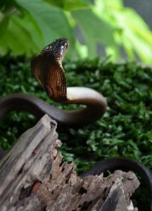 Common Thailand Venomous Snakes - Photos, Videos, Links