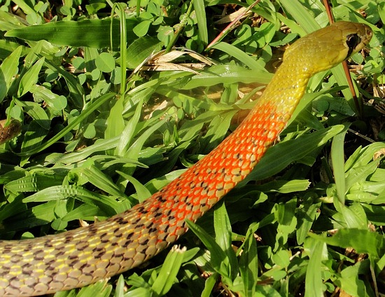 Red necked keelback (Rhabdophis subminiatus) is now classified as a deadly venomous snake.