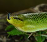 Gonyosoma oxycephalum, the red-tailed racer is a common Thailand rat snake which forages on the ground and primarily in the trees and bushes for birds and eggs.