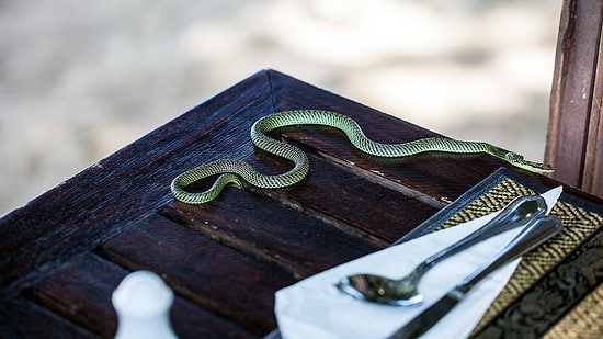 Golden Tree Snake - non-venomous snake in Thailand on a lunch table.