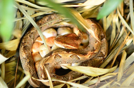 Malayan pit viper with eggs
