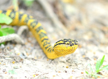 Wagler's pit viper in Thailand