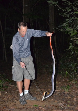 Thailand herping tours with Bungarus flaviceps, the deadly red-headed krait
