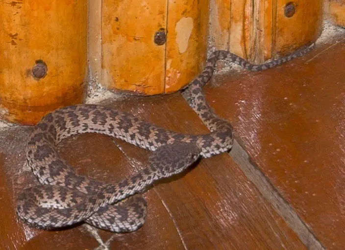 Mangrove Pit Viper on Koh Samui | Thailand Snakes