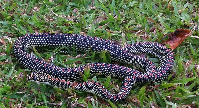 Brett Ramsay found this amazing snake in a coconut plantation in Khao Lak, Thailand.