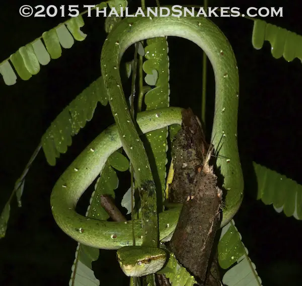 Wagler's Pit Viper - Venomous - Dangerous | ThailandSnakes