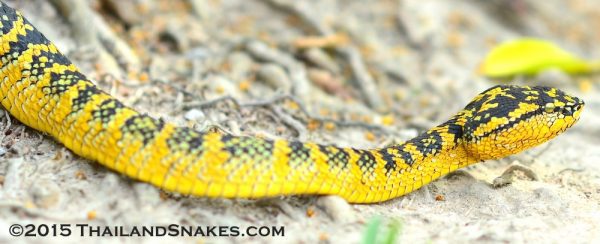 yellow snake with black stripes in nm