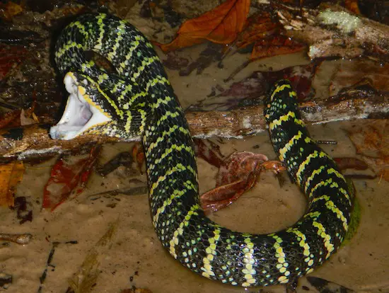 Venomous Wagler's pit viper striking in the rainforest.