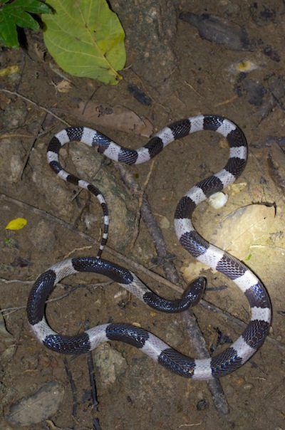 White bands on the Malayan krait snake of SE Asia.
