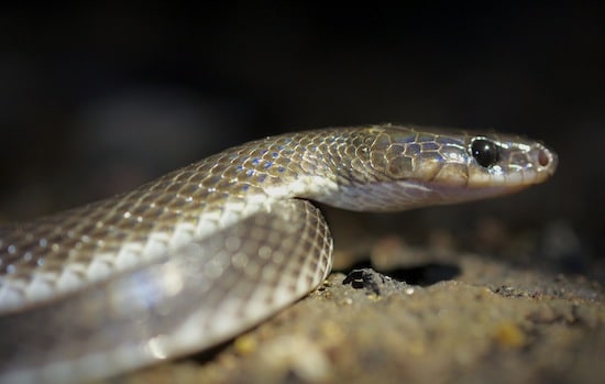 Lycodon albofuscus looking a lot like a monocled cobra in this pose.