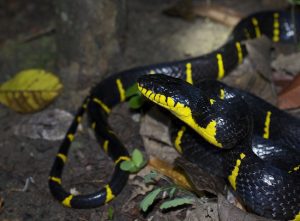 The mangrove cat snake is a yellow and black snake. This one pictured at night in situ, secondary tropical rainforest in Southern Thailand's Krabi province.