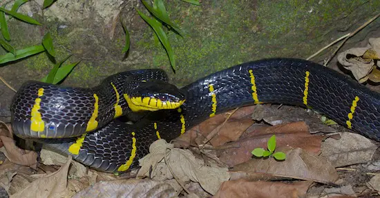 Banded Mangrove Snake (Boiga dendrophila) | Thailand Snakes