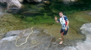 Thailand king cobra fell over a waterfall in Thailand.