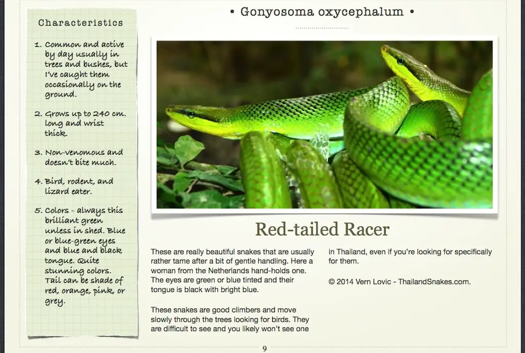 Red-tailed Racer page in book.