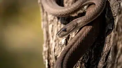 Snake on Tree Trunk 2015 Recap and 2016 Ideas