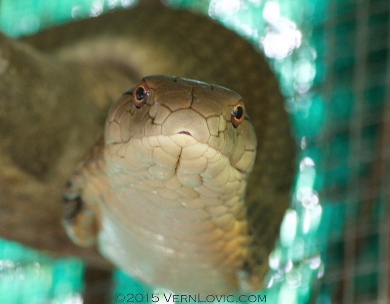 Thailand King Cobra, Ophiophagus hannah, is the world's largest venomous snake, and is found across most of Southeast Asia, including this one found in Thailand.