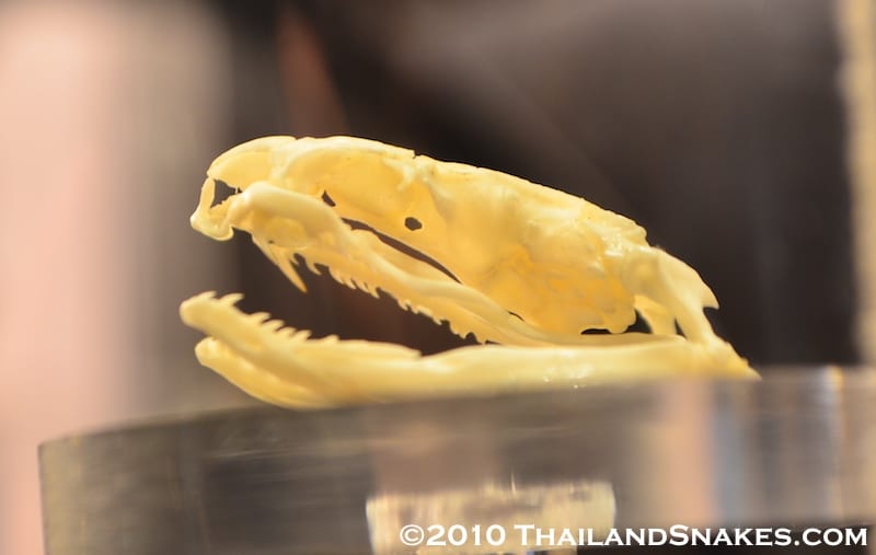 Banded Krait skull showing fangs, jaw, and other dentition.