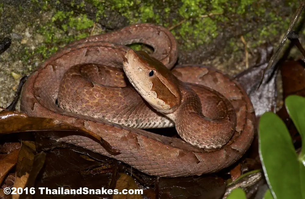 Adult Malayan Pit Viper in situ, found in a culvert in Krabi, Thailand.