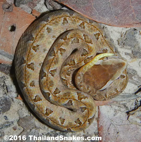 Juvenile (neonate) Malayan Pit Viper with white-tipped tail.
