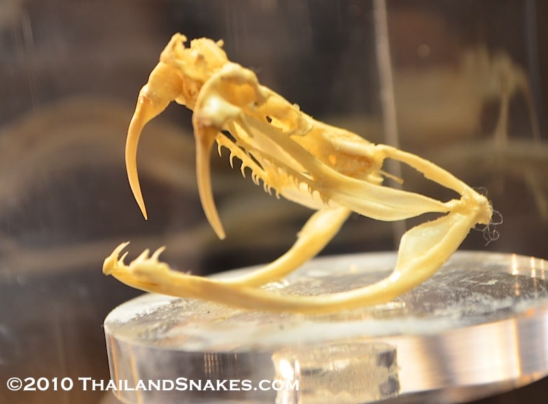 Skull of Malayan pit viper in Thailand. Calloselasma rhodostoma.