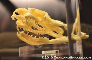 King cobra skull showing large teeth and thick, rather short fangs for injecting venom during envenomation.