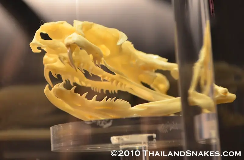 King cobra skull showing large teeth and thick, rather short fangs for injecting venom during envenomation.