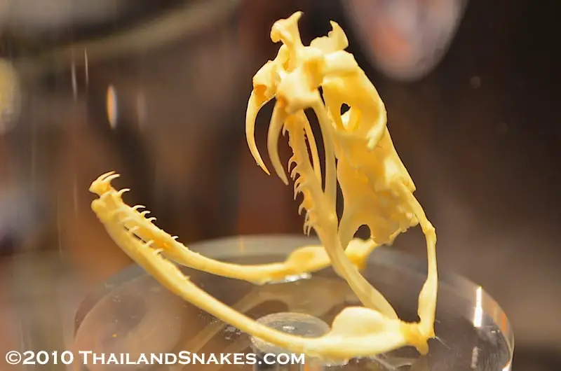 Russell's viper skull from Thailand. Daboia russelii.