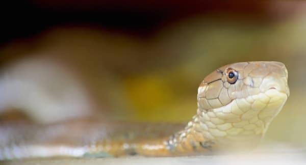 Cobra on the Hunt! Snake City