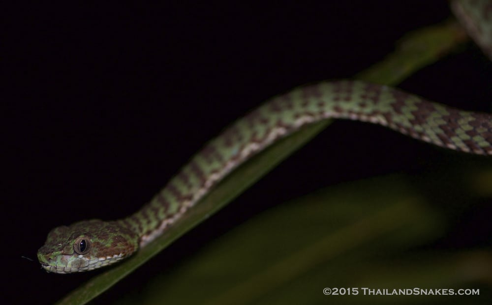Trimeresurus venustus, the brown-spotted pit viper, aka: beautiful pit viper from Southern Thailand is one of the true vipers and is venomous but has not been shown to be deadly.