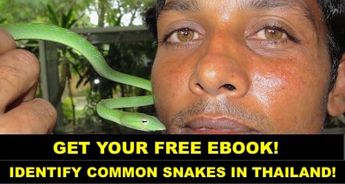 Free Thailand Snake Identification eBook