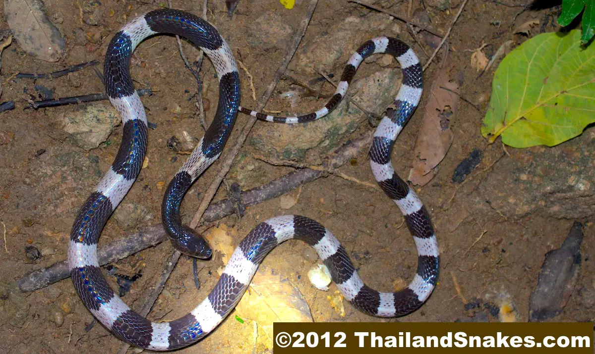 Malayan Krait (Blue Krait) from Thailand. Bungarus candidus. Common, dangerous, deadly, and size is usually about 1 meter long.