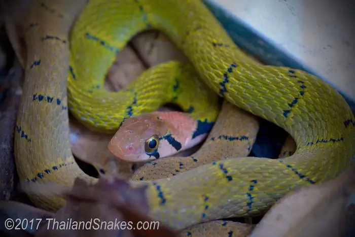 Green keelback snake (Rhabdophis nigrocinctus), a potentially dangerous snake.