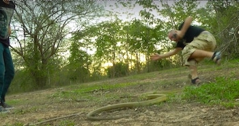 A king cobra strikes at the balls of a man trying to grab his tail.