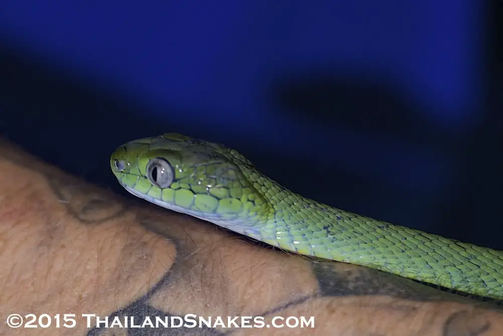 Close-up shot of Boiga cyanea, a green cat-eyed snake held by herper in Southern Thailand province of Krabi.