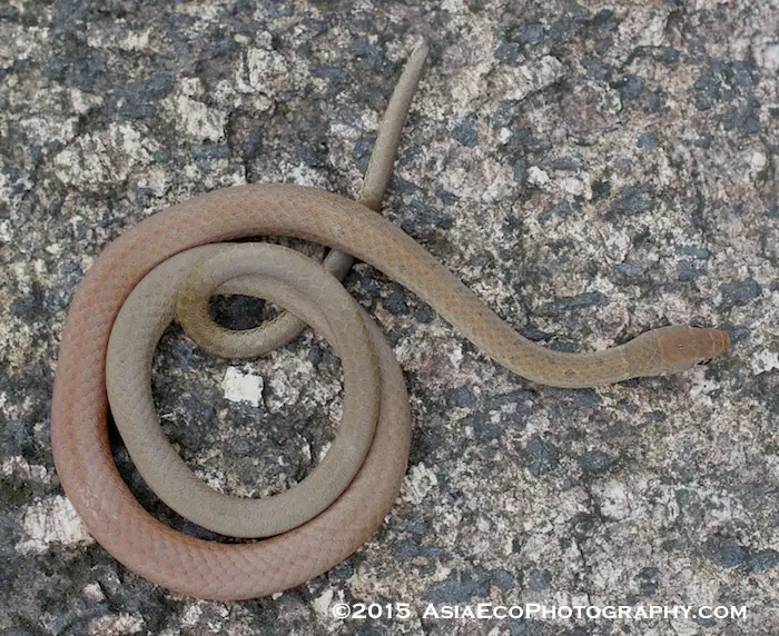 Orange Bellied Snake - Gongylosoma baliodeirus - found in Krabi Noi district of Krabi, Thailand