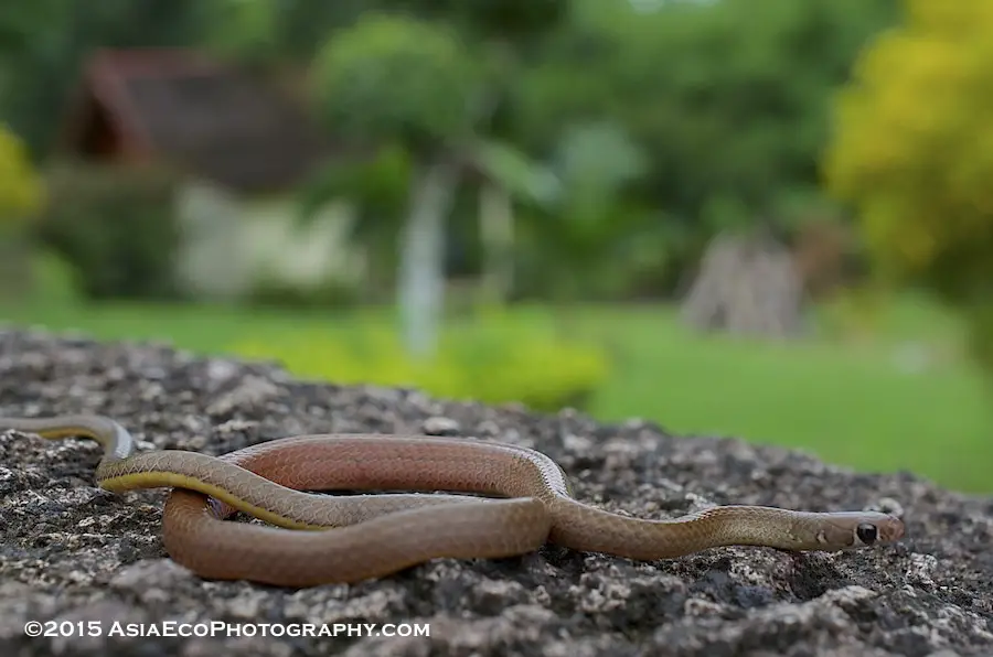 Found at 100m altitude, this lovely snake was as calm as it was beautiful. Called the Orange-belllied snake.