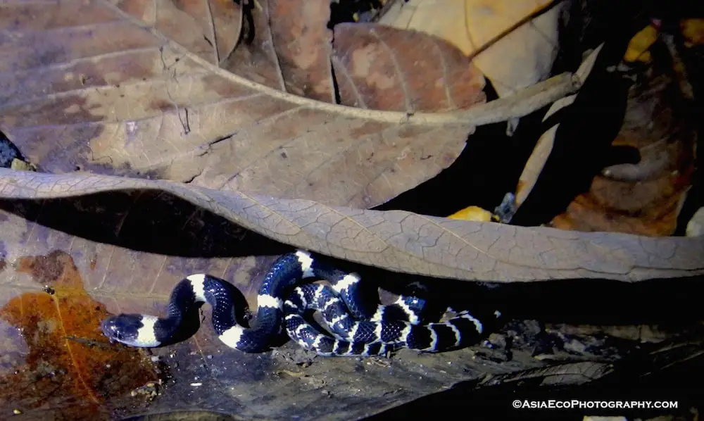 A small snake found herping Southern Thailand in Krabi called, Dinodon septentrionalis.