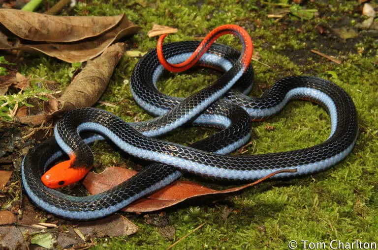 Deadly snake, Calliophis bivurgatis flaviceps - blue Malaysian coral snake